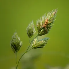 Oblong Running Spider thumbnail 3