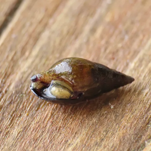 Carinate Dovesnail