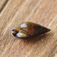 Carinate Dovesnail thumbnail 1