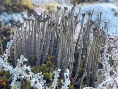 Western Wand Lichen thumbnail 2