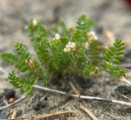 Bird's-foot