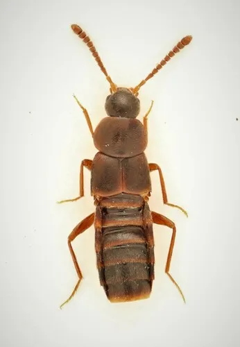 Devia prospera