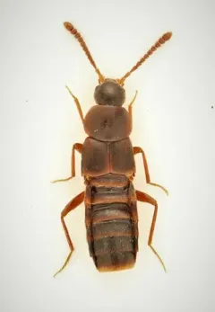 Devia prospera thumbnail 1