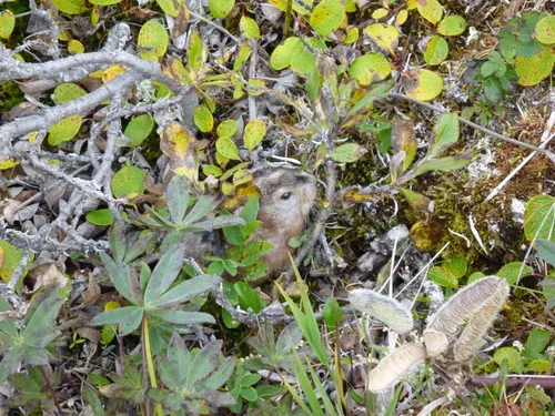 Northern Collared Lemming