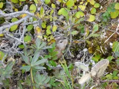 Northern Collared Lemming thumbnail 1