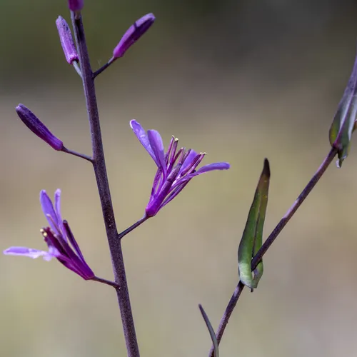Arrow-leaf Thelypody