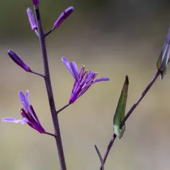 Arrow-leaf Thelypody thumbnail 1