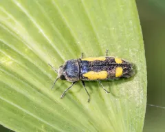 Redbud Borer thumbnail 3