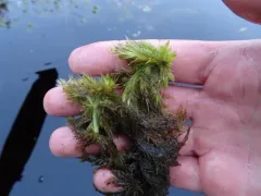 Largeleaf Peatmoss thumbnail 3