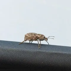 Dyslobus verrucifer thumbnail 4