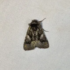 Behrensia conchiformis thumbnail 3