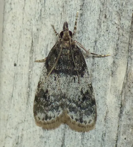 Sooty Scoparia Moth