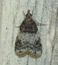 Sooty Scoparia Moth thumbnail 1