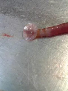 Striped Sea-leech thumbnail 1