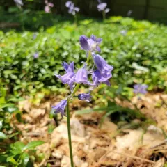 Spanish Bluebell thumbnail 4