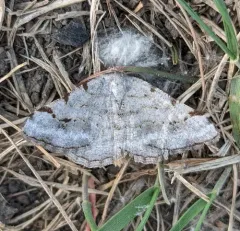 Digrammia denticulata thumbnail 1