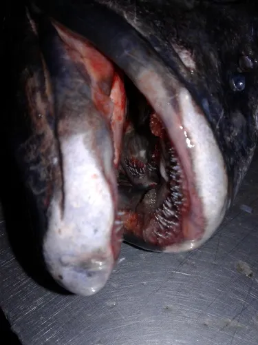 Skilfish