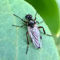 Bibio articulatus thumbnail 4