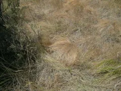 Washington Fescue thumbnail 2