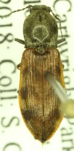 Pseudanostirus nebraskensis thumbnail 3