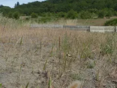 nit grass thumbnail 3