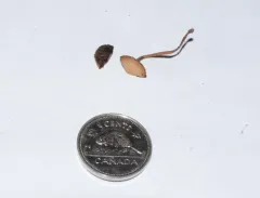 red edge brittlestem thumbnail 2