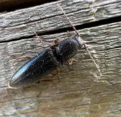 Melanotus longulus thumbnail 4