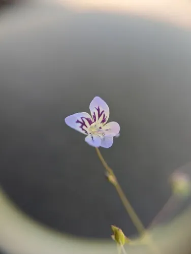 large-flowered tonella