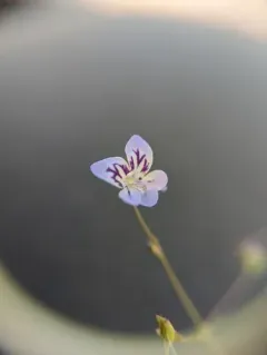 large-flowered tonella thumbnail 1