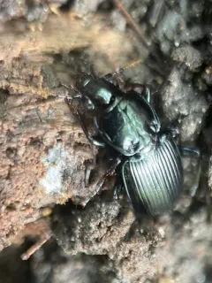 Pterostichus stygicus thumbnail 3