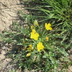 tansyleaf evening primrose thumbnail 2