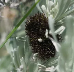 sagebrush medusa gall midge thumbnail 4