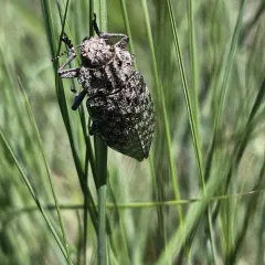 Dicerca crassicollis thumbnail 3