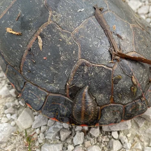 Smooth Turtle Leech
