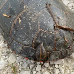 Smooth Turtle Leech thumbnail 1