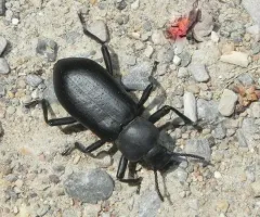 Iphthiminus lewisii thumbnail 2