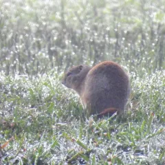 Belding's Ground Squirrel thumbnail 3