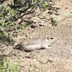 Merriam's Ground Squirrel thumbnail 3