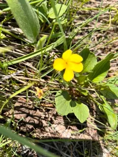 Utah violet thumbnail 2