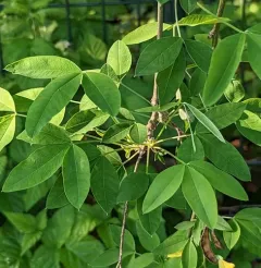 Common Laburnum thumbnail 3