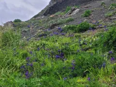 coastal larkspur thumbnail 2