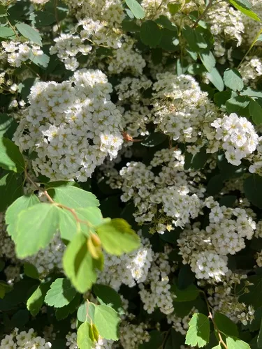 Reeve's Spirea