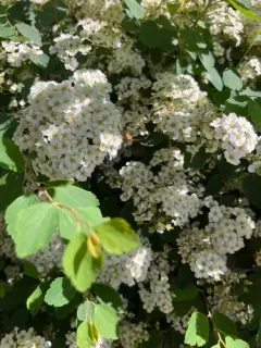 Reeve's Spirea thumbnail 1