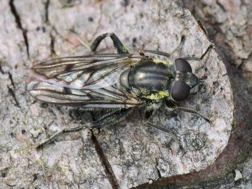 Bare-winged Leafwalker