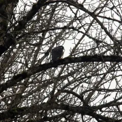 Peregrine Falcon thumbnail 4