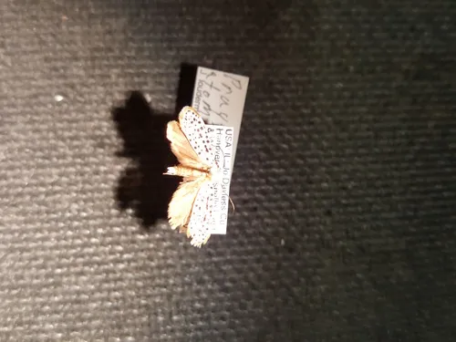 Hoptree Borer Moth
