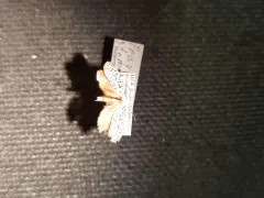 Hoptree Borer Moth thumbnail 1