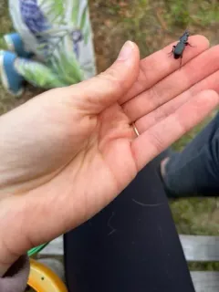 Pterostichus tristis thumbnail 3