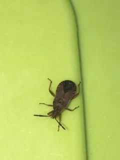 Ceraleptus pacificus thumbnail 2