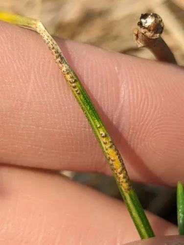 Uromyces muscari